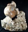 Stunning Tall Ammonite Cluster - #14553-1